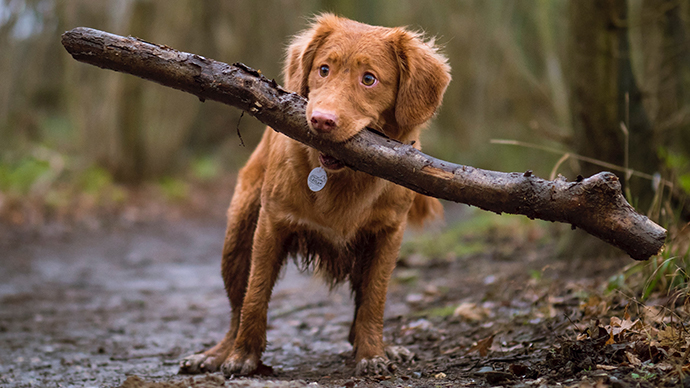 Gumboots clearance for dogs