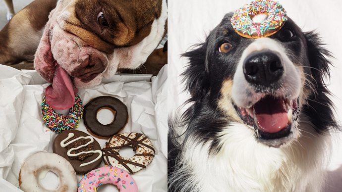 krispy kreme doggy donuts